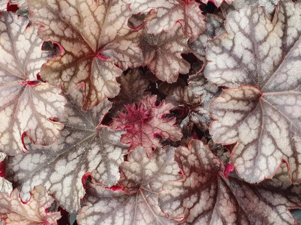 Purpurglöckchen (Heuchera), Sorte: Frosty Night, im...