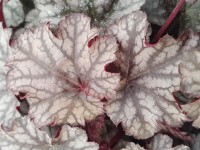 Purpurgl&ouml;ckchen (Heuchera), Sorte: Frosty Night, im 12cm Topf