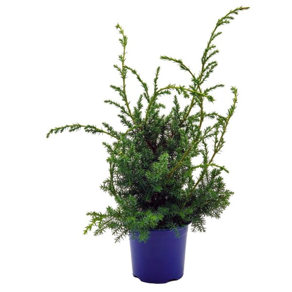 Grill-Wacholder, (Juniperus communis ’Meyer‘),  im 11cm Topf