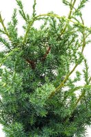 Grill-Wacholder, (Juniperus communis &rsquo;Meyer&lsquo;),  im 11cm Topf