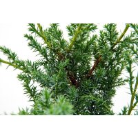 Grill-Wacholder, (Juniperus communis &rsquo;Meyer&lsquo;),  im 11cm Topf