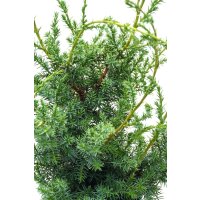 Grill-Wacholder, (Juniperus communis &rsquo;Meyer&lsquo;),  im 11cm Topf