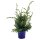 Grill-Wacholder, (Juniperus communis ’Meyer‘),  im 11cm Topf