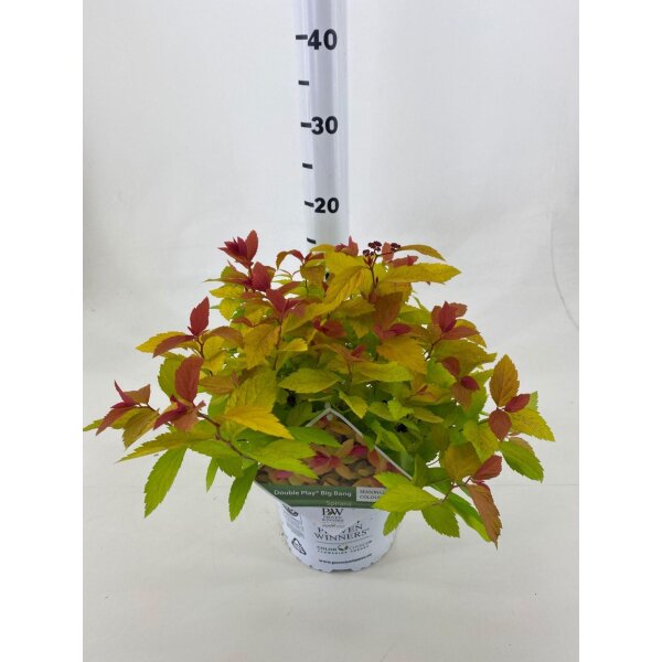 Spirea, (Spiraea japonica), Sorte: Double Play Big Bang, im 19cm Topf, ca. 35cm hoch