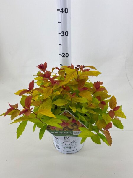 Spirea, (Spiraea japonica), Sorte: Double Play Big Bang, im 19cm Topf, ca. 35cm hoch