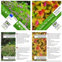 Spirea, (Spiraea japonica), Sorte: Double Play Big Bang, im 19cm Topf, ca. 35cm hoch