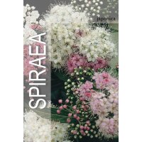 Spirea, (Spiraea japonica), Sorte: Genpei, im 19cm Topf, ca. 35cm hoch