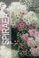 Spirea, (Spiraea japonica), Sorte: Genpei, im 19cm Topf,...