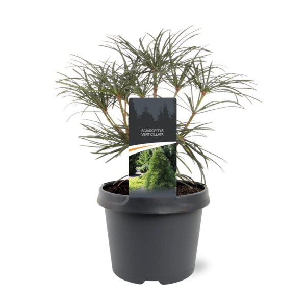 Japanische Schirmtanne, (Sciadopitys verticillata), im 23cm Topf, ca. 45cm hoch