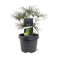 Japanische Schirmtanne, (Sciadopitys verticillata), im 23cm Topf, ca. 45cm hoch