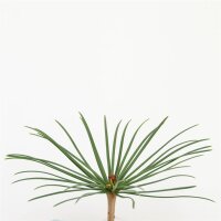 Japanische Schirmtanne, (Sciadopitys verticillata), im 23cm Topf, ca. 45cm hoch