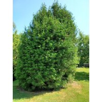 Japanische Schirmtanne, (Sciadopitys verticillata), im 23cm Topf, ca. 45cm hoch