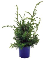 Grill-Wacholder, (Juniperus communis &rsquo;Meyer&lsquo;),  im 11cm Topf