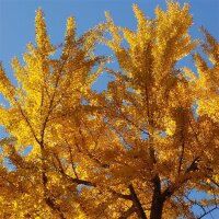 Ginkgo, (Ginkgo biloba), im 19cm Topf, ca. 65cm hoch