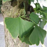 Ginkgo, (Ginkgo biloba), im 19cm Topf, ca. 65cm hoch