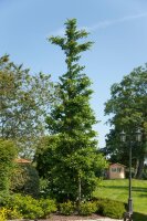 Ginkgo, (Ginkgo biloba), im 19cm Topf, ca. 65cm hoch