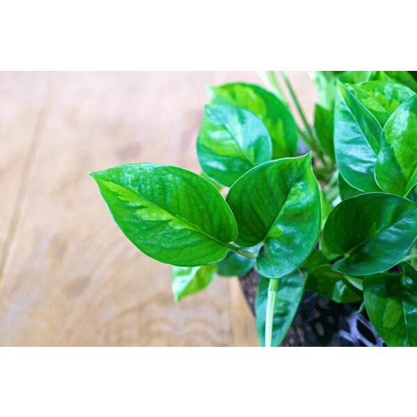 Efeutute, (Epipremnum aureum), Sorte: Global Green, im 12cm Topf