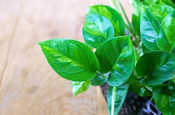 Efeutute, (Epipremnum aureum), Sorte: Global Green, im 12cm Topf