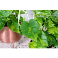 Efeutute, (Epipremnum aureum), Sorte: Global Green, im 12cm Topf