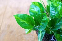 Efeutute, (Epipremnum aureum), Sorte: Global Green, im...