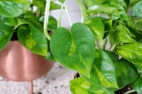 Efeutute, (Epipremnum aureum), Sorte: Global Green, im...