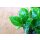 Efeutute, (Epipremnum aureum), Sorte: Global Green, im 12cm Topf