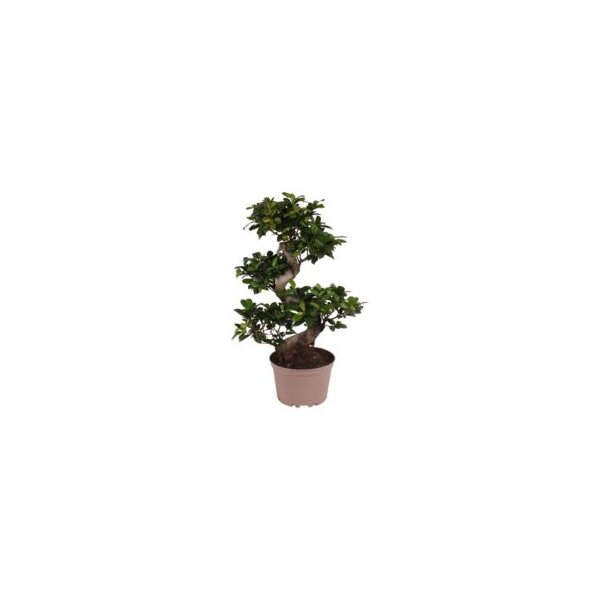Ficus Ginseng, (Ficus microcarpa), Sorte: Ginseng als S-Form, im 24cm Topf, ca. 80cm hoch