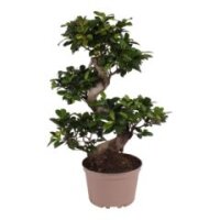 Ficus Ginseng, (Ficus microcarpa), Sorte: Ginseng als...