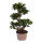 Ficus Ginseng, (Ficus microcarpa), Sorte: Ginseng als S-Form, im 24cm Topf, ca. 80cm hoch