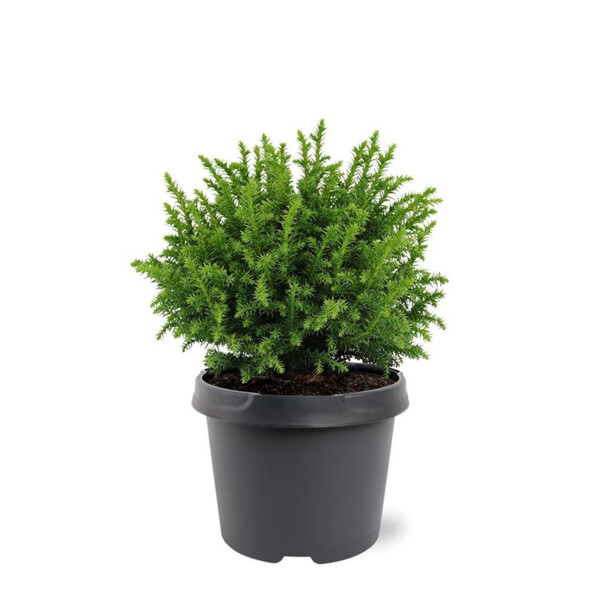 Japanische Sicheltanne, (Cryptomeria japonica), Sorte: Vilmoriniana, im 19cm Topf, ca. 25cm hoch
