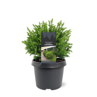 Japanische Sicheltanne, (Cryptomeria japonica), Sorte: Vilmoriniana, im 19cm Topf, ca. 25cm hoch