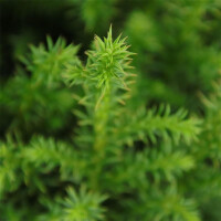 Japanische Sicheltanne, (Cryptomeria japonica), Sorte: Vilmoriniana, im 19cm Topf, ca. 25cm hoch