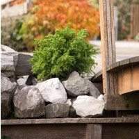 Japanische Sicheltanne, (Cryptomeria japonica), Sorte: Vilmoriniana, im 19cm Topf, ca. 25cm hoch