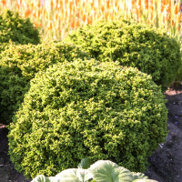 Japanische Sicheltanne, (Cryptomeria japonica), Sorte: Vilmoriniana, im 19cm Topf, ca. 25cm hoch