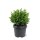 Japanische Sicheltanne, (Cryptomeria japonica), Sorte: Vilmoriniana, im 19cm Topf, ca. 25cm hoch