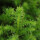 Japanische Sicheltanne, (Cryptomeria japonica), Sorte: Vilmoriniana, im 19cm Topf, ca. 25cm hoch