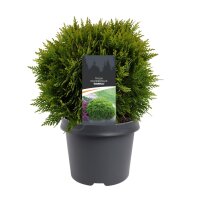 Lebensbaum, (Thuja occidentalis), Sorte: Danica, im 23cm...
