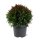 Lebensbaum, (Thuja occidentalis), Sorte: Danica, im 23cm Topf, ca. 35cm hoch