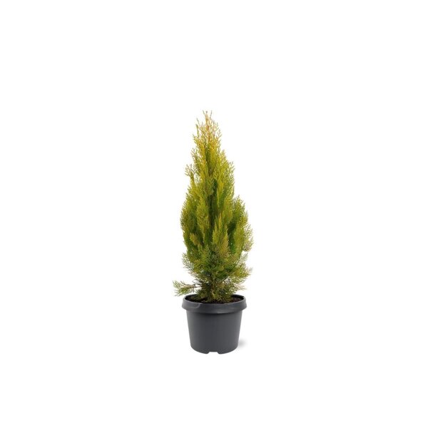 Gelber Lebensbaum, (Thuja occidentalis Platycladus), Sorte: Aurea, im 19cm Topf, ca. 45cm hoch