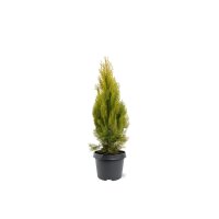 Gelber Lebensbaum, (Thuja occidentalis Platycladus), Sorte: Aurea, im 19cm Topf, ca. 45cm hoch