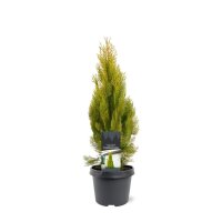 Gelber Lebensbaum, (Thuja occidentalis Platycladus), Sorte: Aurea, im 19cm Topf, ca. 45cm hoch