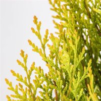 Gelber Lebensbaum, (Thuja occidentalis Platycladus), Sorte: Aurea, im 19cm Topf, ca. 45cm hoch