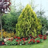 Gelber Lebensbaum, (Thuja occidentalis Platycladus), Sorte: Aurea, im 19cm Topf, ca. 45cm hoch