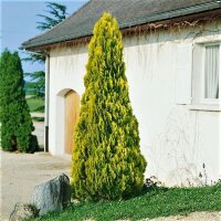 Gelber Lebensbaum, (Thuja occidentalis Platycladus), Sorte: Aurea, im 19cm Topf, ca. 45cm hoch