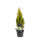 Gelber Lebensbaum, (Thuja occidentalis Platycladus), Sorte: Aurea, im 19cm Topf, ca. 45cm hoch