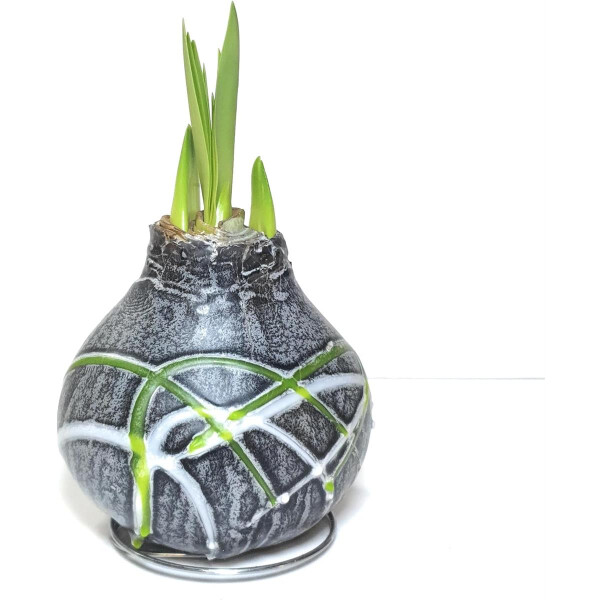 Waxz® Amarylliszwiebel (Hippeastrum Hybride), Picasso in der Farbe: grau