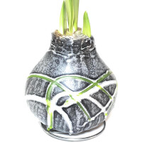 Waxz&reg; Amarylliszwiebel (Hippeastrum Hybride), Picasso in der Farbe: grau