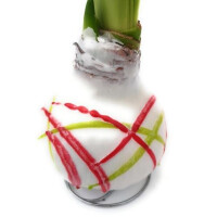 Waxz&reg; Amarylliszwiebel (Hippeastrum Hybride), Picasso in der Farbe: weiss