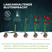 Waxz&reg; Amarylliszwiebel (Hippeastrum Hybride), Picasso in der Farbe: weiss