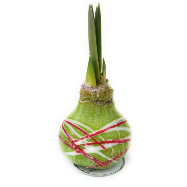 Waxz® Amarylliszwiebel (Hippeastrum Hybride), Picasso in der Farbe: grün